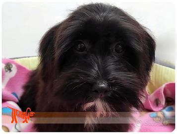 Cuccioli di BICHON HAVANESE