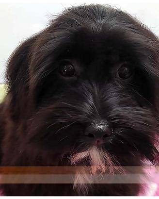 Cuccioli di BICHON HAVANESE