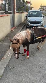 Cavallo pony