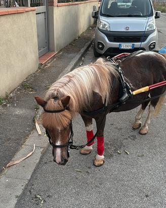 Cavallo pony