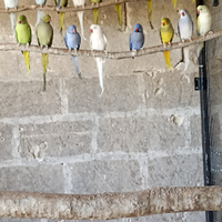 Parrocchetti dal collare