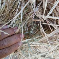 Rotoli di fieno foraggio