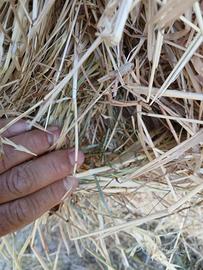 Rotoli di fieno foraggio