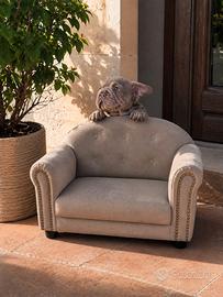 Cuccioli bulldog francese esotici