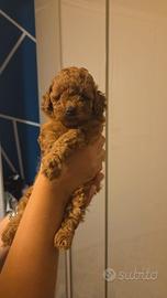 Cuccioli barboncino toy