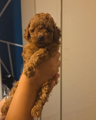 Cuccioli barboncino toy