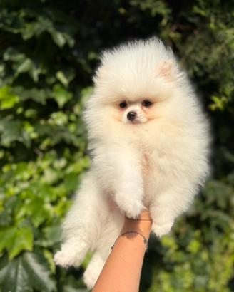 Cucciolo di spitz tedesco nano Pomerania