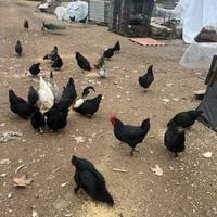 Galline