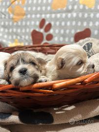 Maltipoo cuccioli