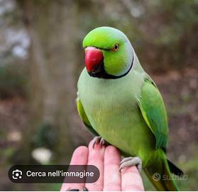 Parrocchetti dal collare verde e giallo