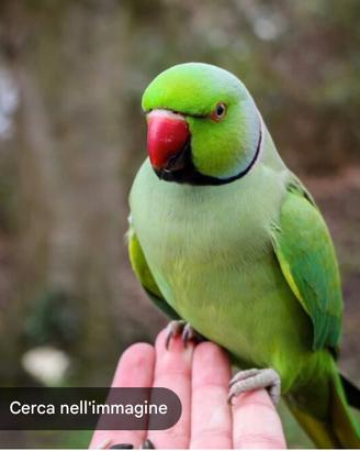 Parrocchetti dal collare verde e giallo