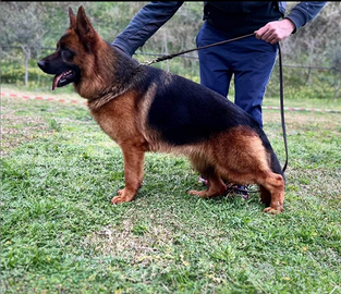 Cucciolona pastore tedesco