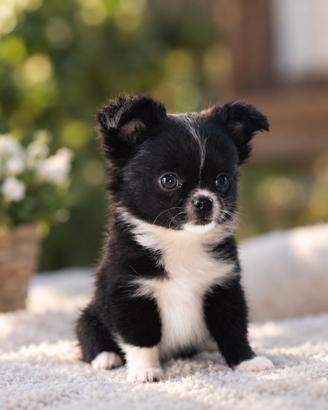 Chihuahua a pelo lungo