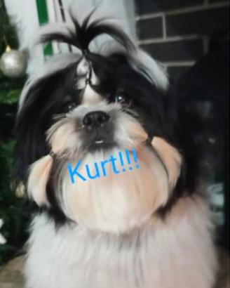 Shih Tzu per monta
