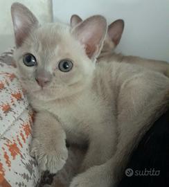 Cucciolo Burmese Europeo color Lilla