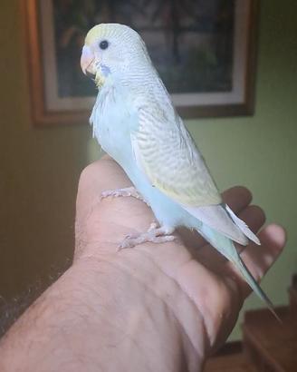 Cocorito allevato a mano