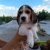 Beagle tricolore