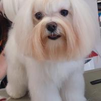 Cane maltese maschio