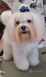 Cane maltese maschio