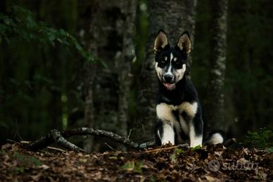 Cuccioli siberian husky X lupino dell'appennino