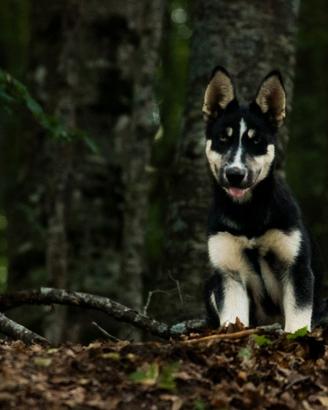 Cuccioli siberian husky X lupino dell'appennino