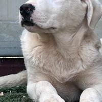 Cucciolone in canile