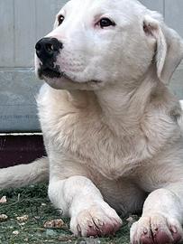 Cucciolone in canile