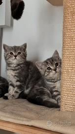 British shorthair, Scottish fold
