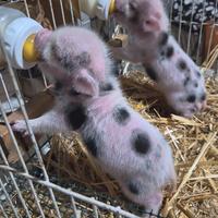 Cuccioli mini pig