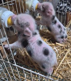 Cuccioli mini pig