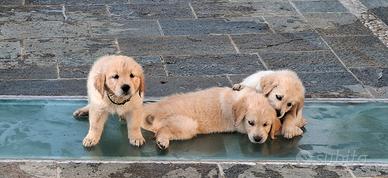 Golden Retriver
