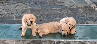 Golden Retriver