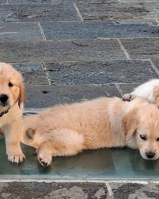 Golden Retriver