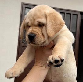 Cucciolo Labrador