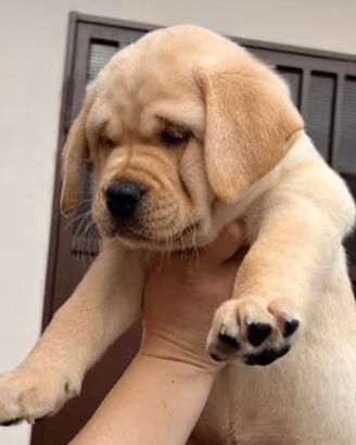 Cucciolo Labrador