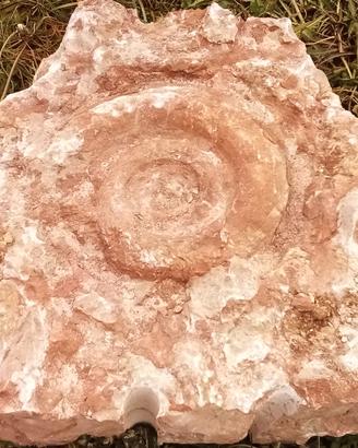 Fossili