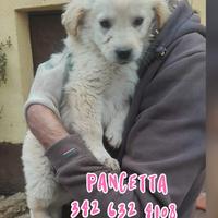 Pancetta, 3 mesi, taglia media