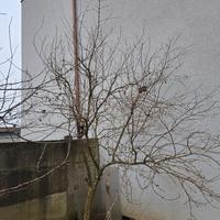 Pianta di melograno