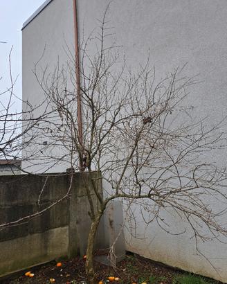 Pianta di melograno