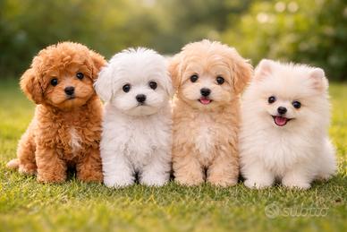 Barboncini,maltipoo,maltesi, Pomerania