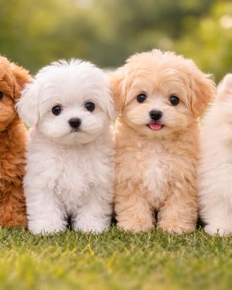 Barboncini,maltipoo,maltesi, Pomerania