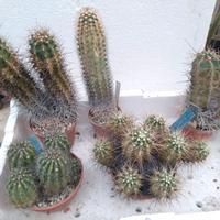 Lotto 5 Echinocereus diversi. Old Plant Cactus 