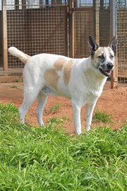 Omero aspetta una semplice famiglia