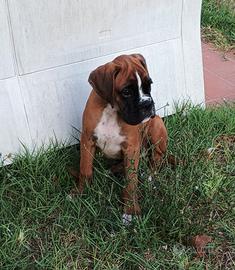 Boxer