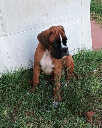 Boxer