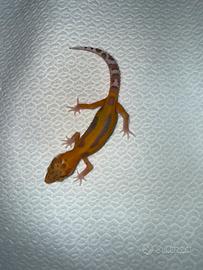 Geco leopardino