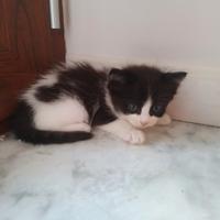 Dono gattino di 45 giorni