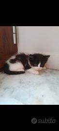 Dono gattino di 45 giorni