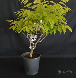 BONSAI DI GLICINE