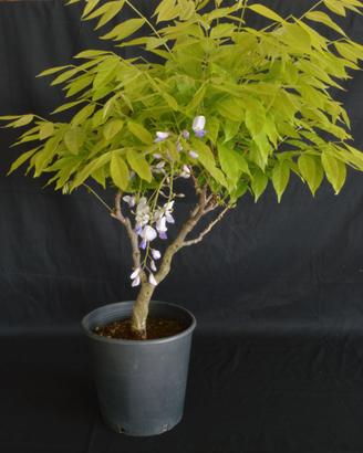 BONSAI DI GLICINE